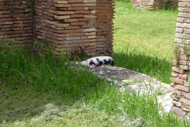Ruins cat don't care