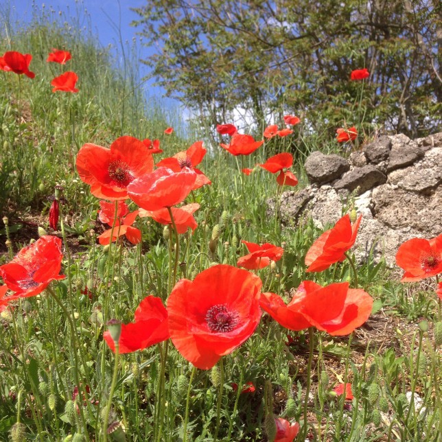 Poppies in Pompeii