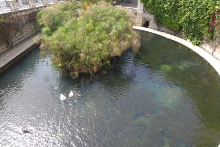 Fonte Aretusa. A famous natural spring in Ortigia.