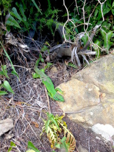 A very green lizard