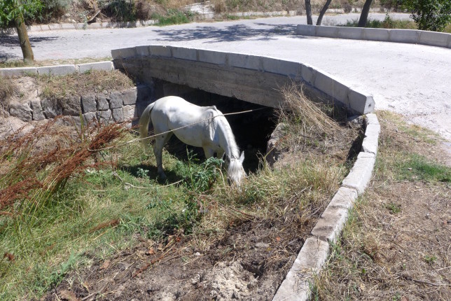 Horse chilling near the start of the trail