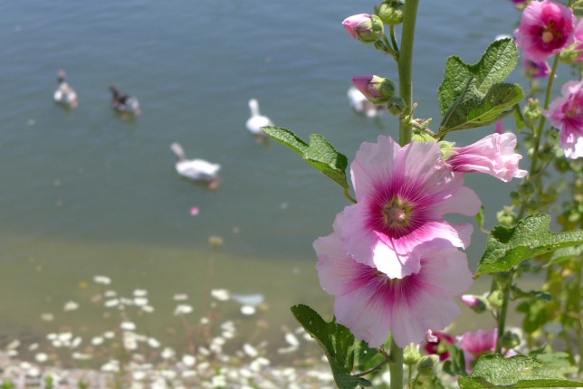 Flowers and birds