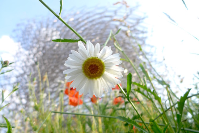 Flower in UK Pavilion