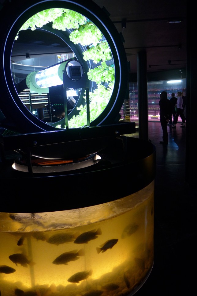 Aquaponics in the Belgium Pavilion