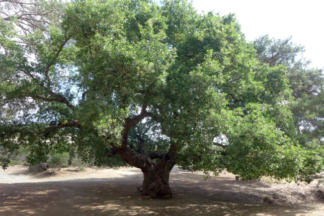 An amazing and massive oak tree that's over 800 years old